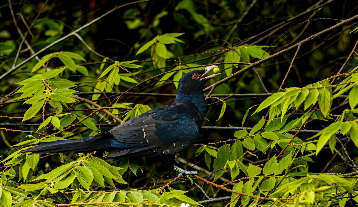 kukačka koel - ML645034610