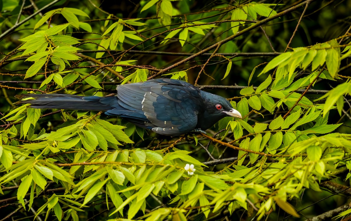 kukačka koel - ML645034611