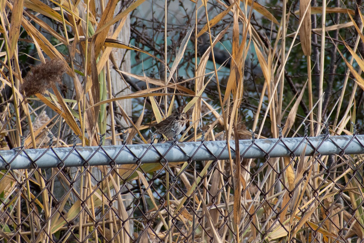 Song Sparrow (melodia/atlantica) - ML645034626