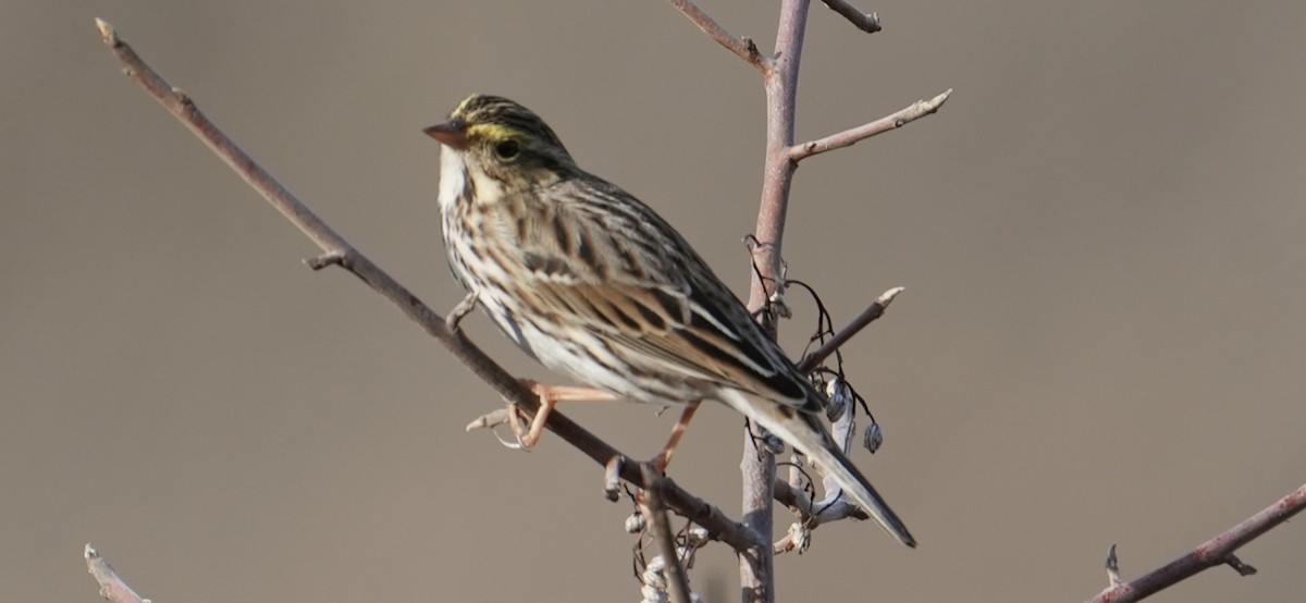 Пасовник савановий - ML645034633