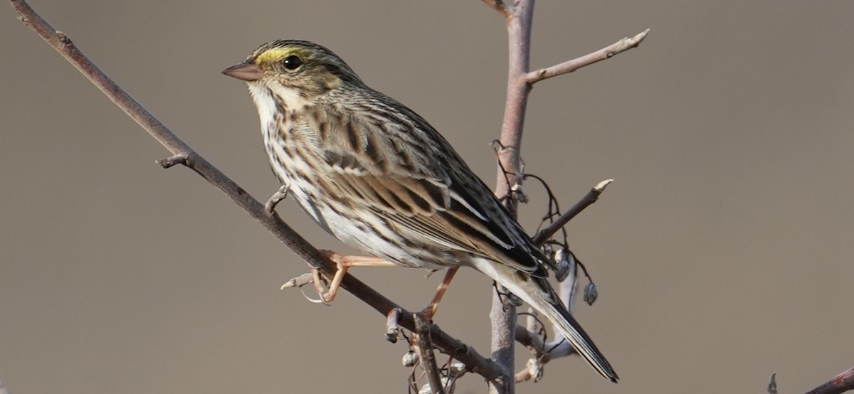 Пасовник савановий - ML645034634