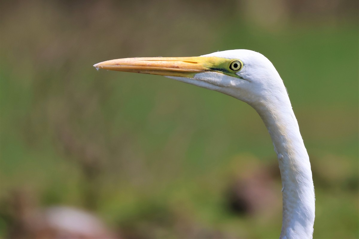 volavka bílá - ML645034635