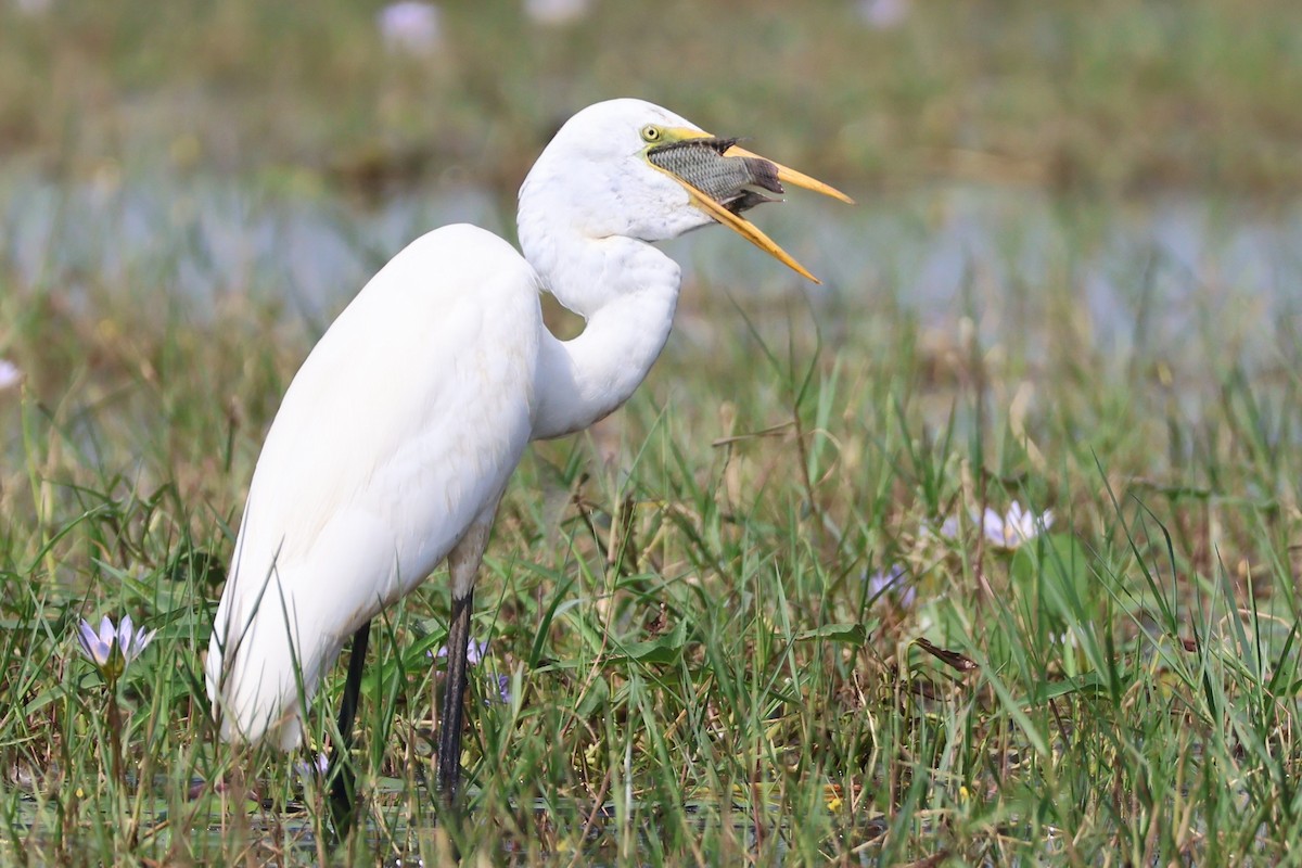 volavka bílá - ML645034636