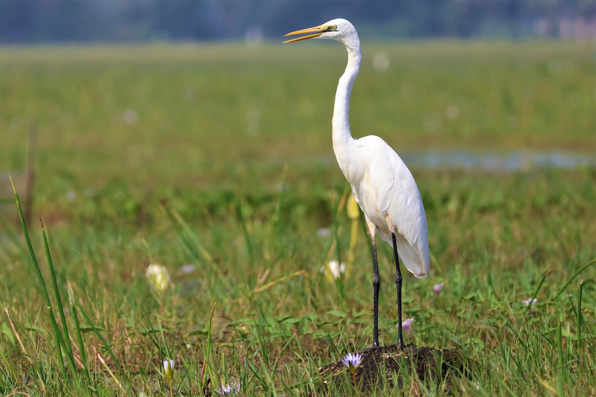 volavka bílá - ML645034637