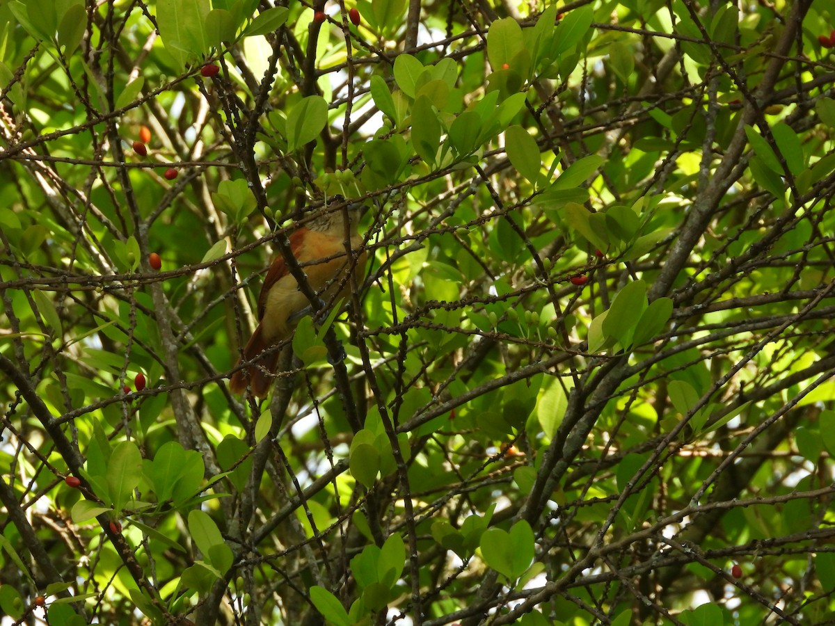 Batará Barrado - ML645034640