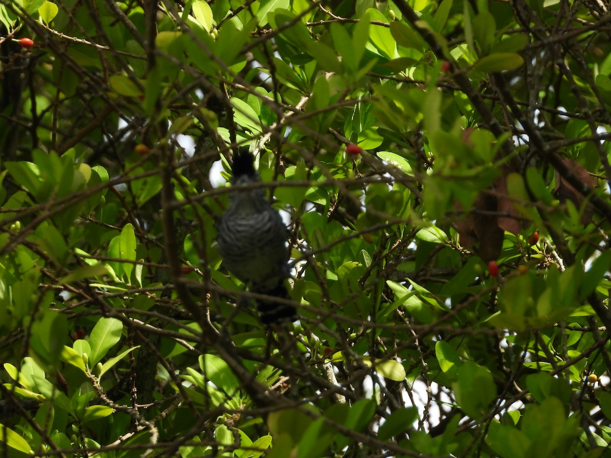 Batará Barrado - ML645034641