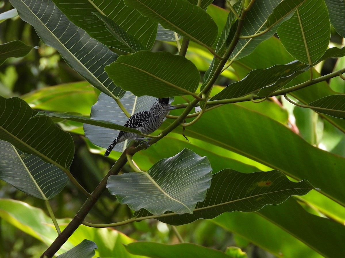 Batará Barrado - ML645034643