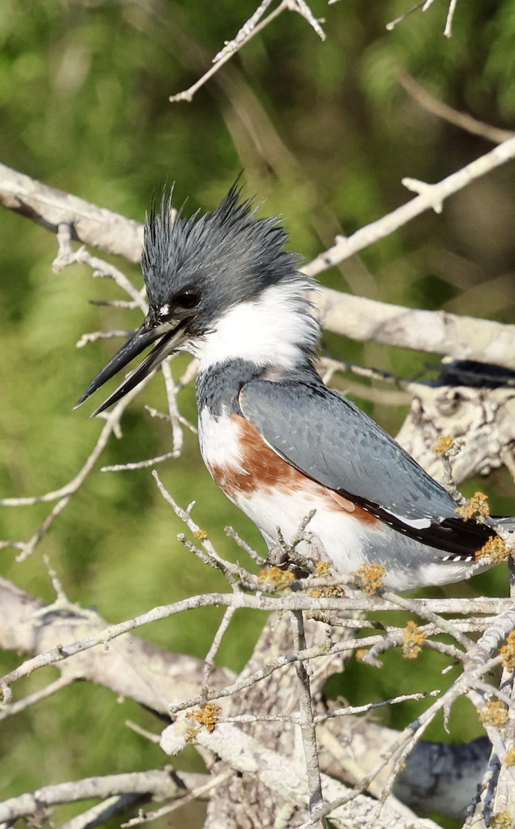 Martin handi iparramerikarra - ML645034644