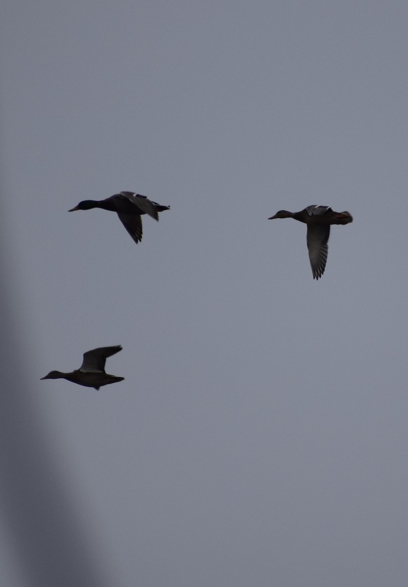 綠頭鴨 - ML645034651