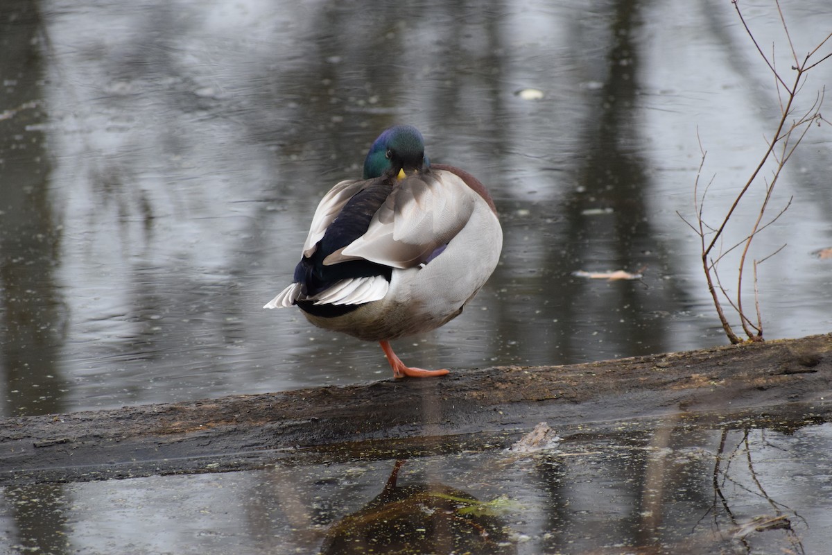 綠頭鴨 - ML645034653