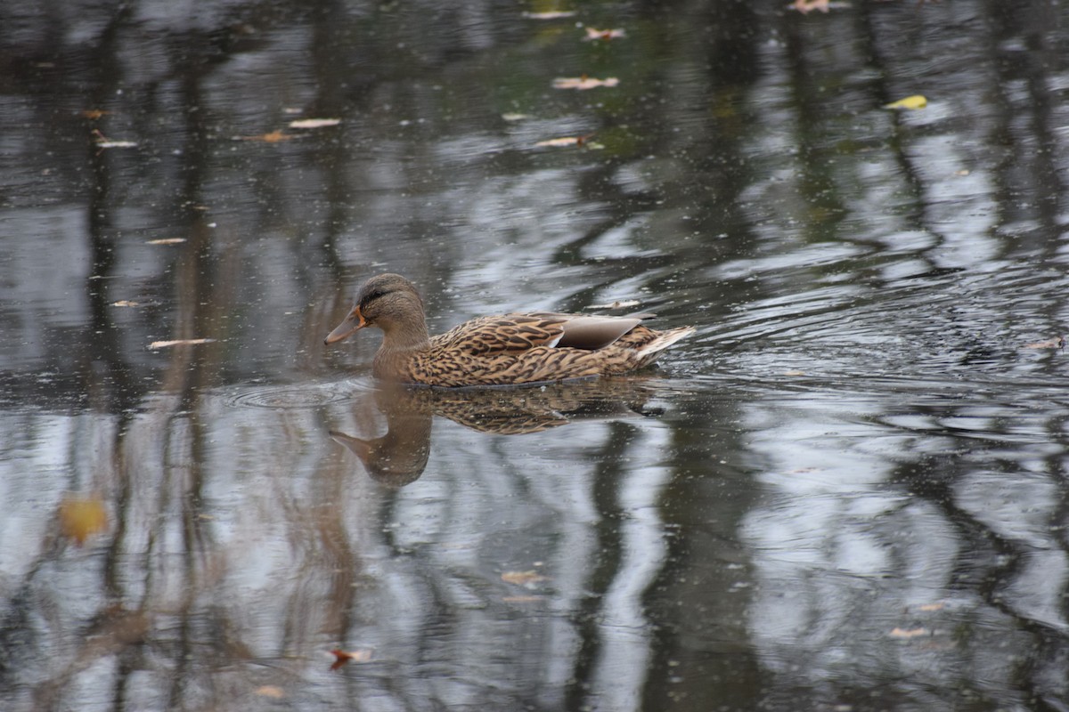 綠頭鴨 - ML645034654