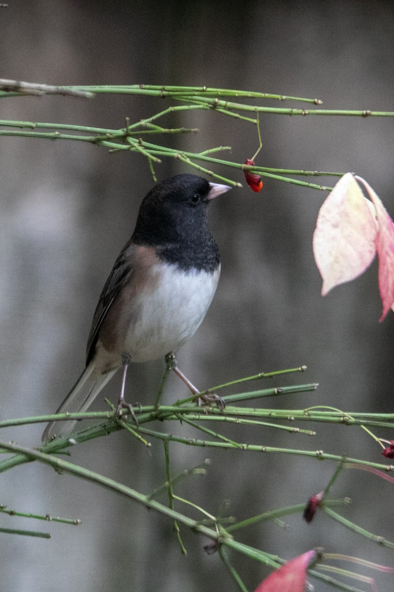 Dark-eyed Junco - ML645034658