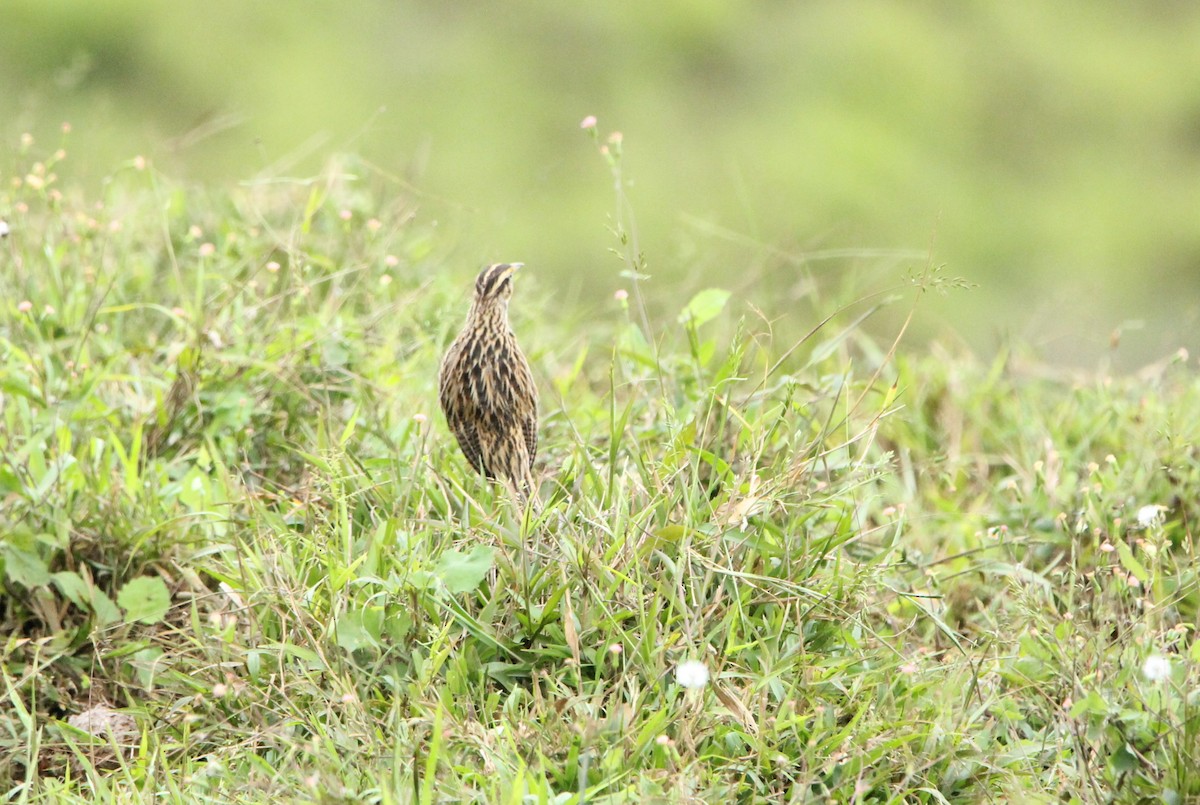 Eastern Meadowlark - ML645034660
