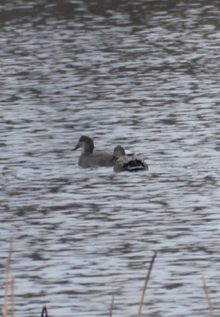 赤膀鴨 - ML645034667