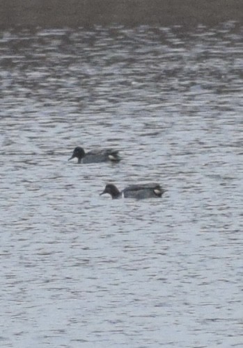 小水鴨 - ML645034668