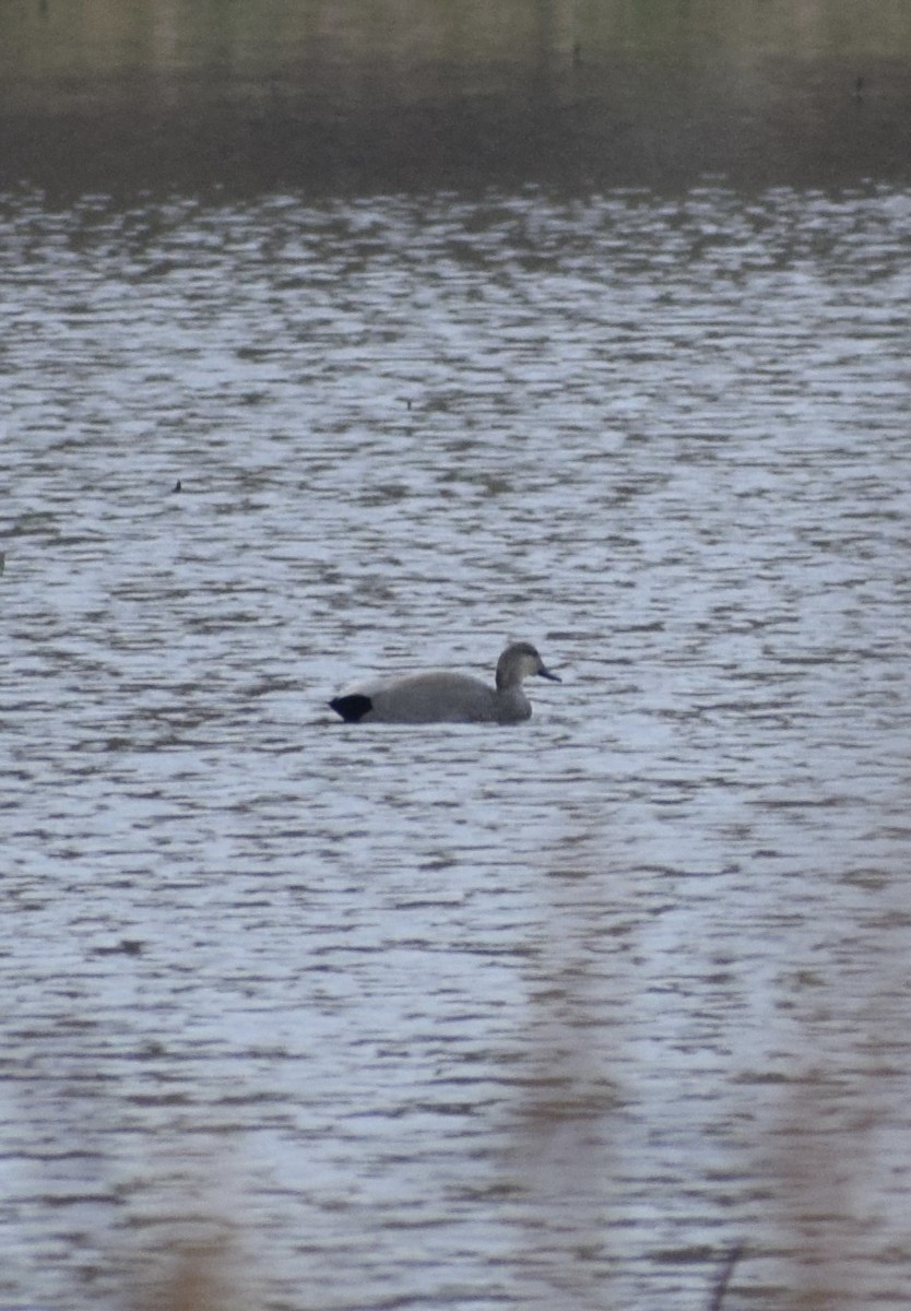 赤膀鴨 - ML645034669