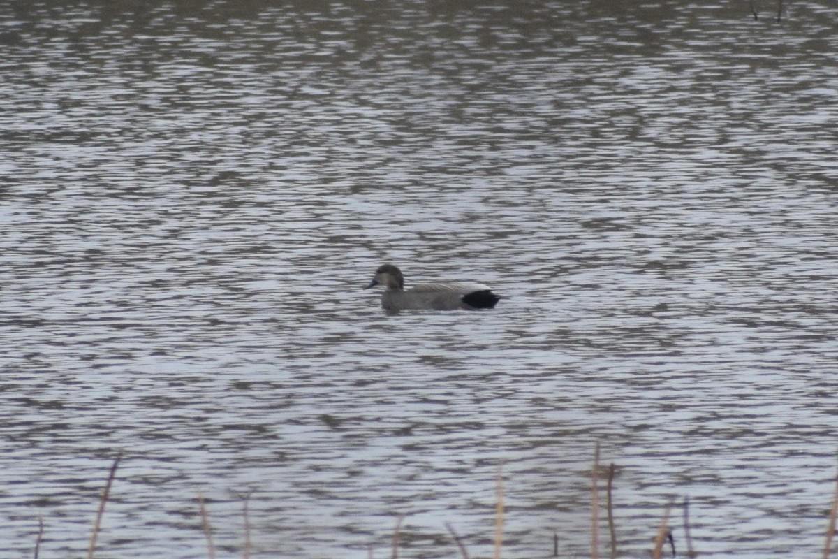 赤膀鴨 - ML645034670