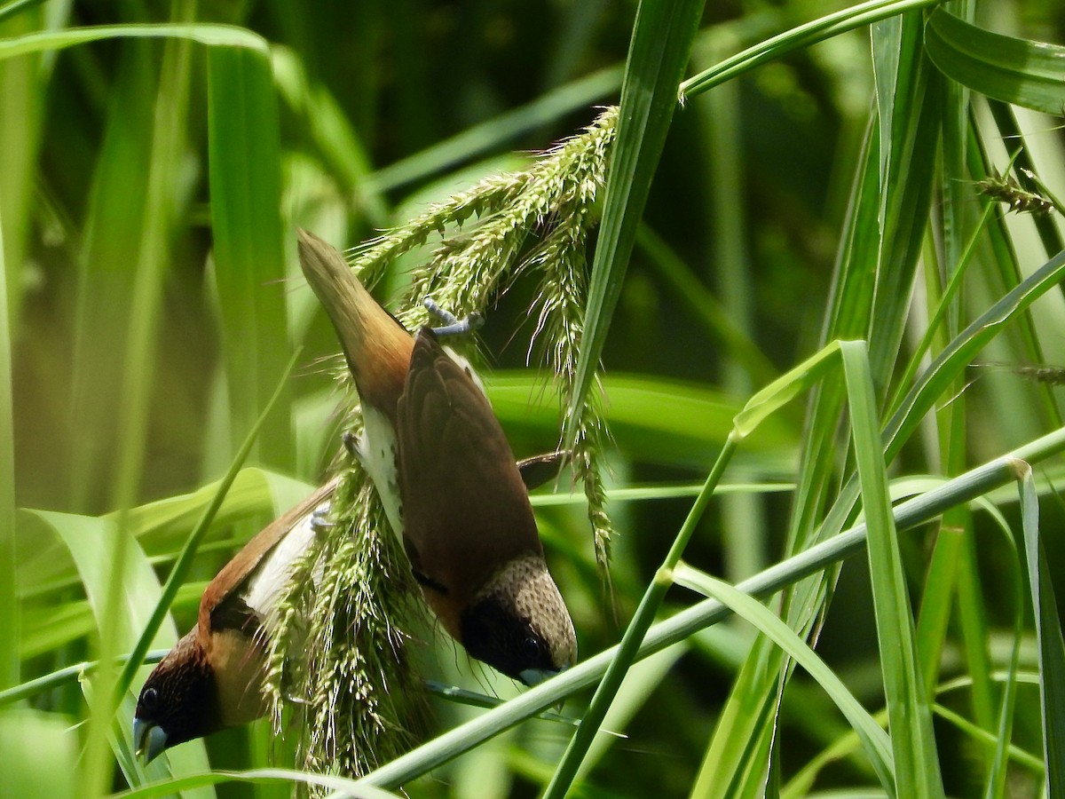 シマコキン - ML645034673