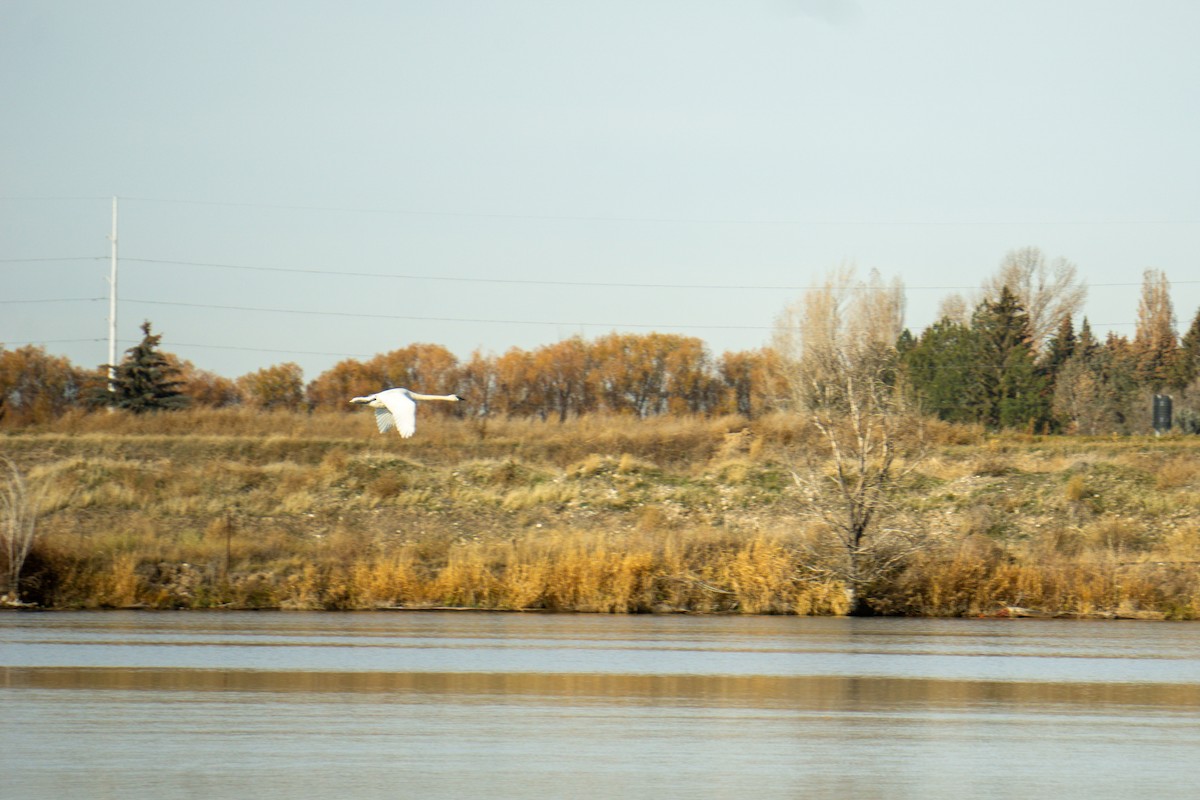 Trumpeter Swan - ML645034680