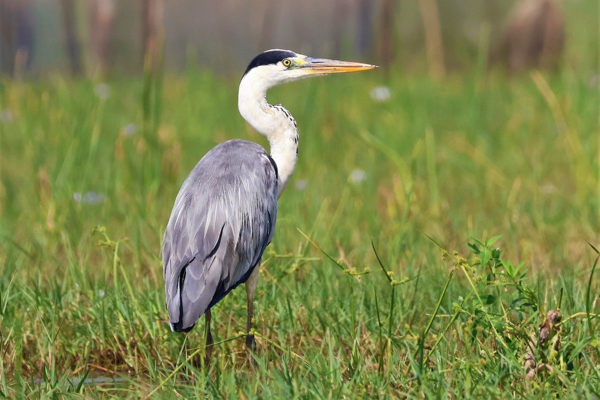 volavka popelavá - ML645034682