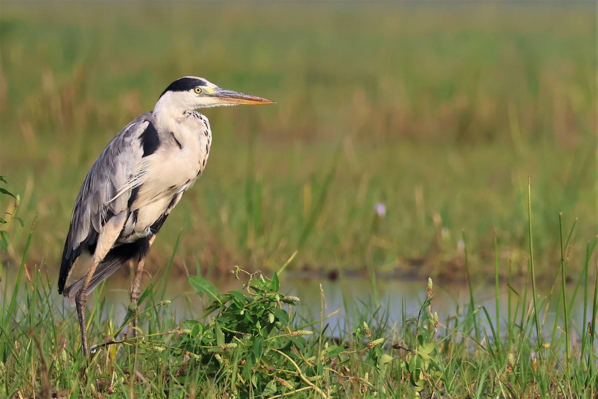 volavka popelavá - ML645034683