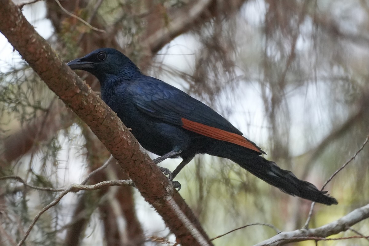 Kızılkanat - ML645034687