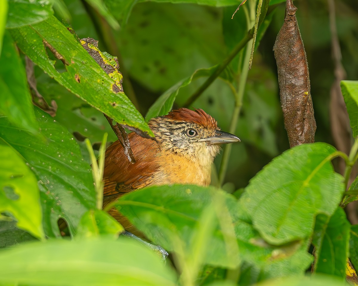 Batará Barrado - ML645034690