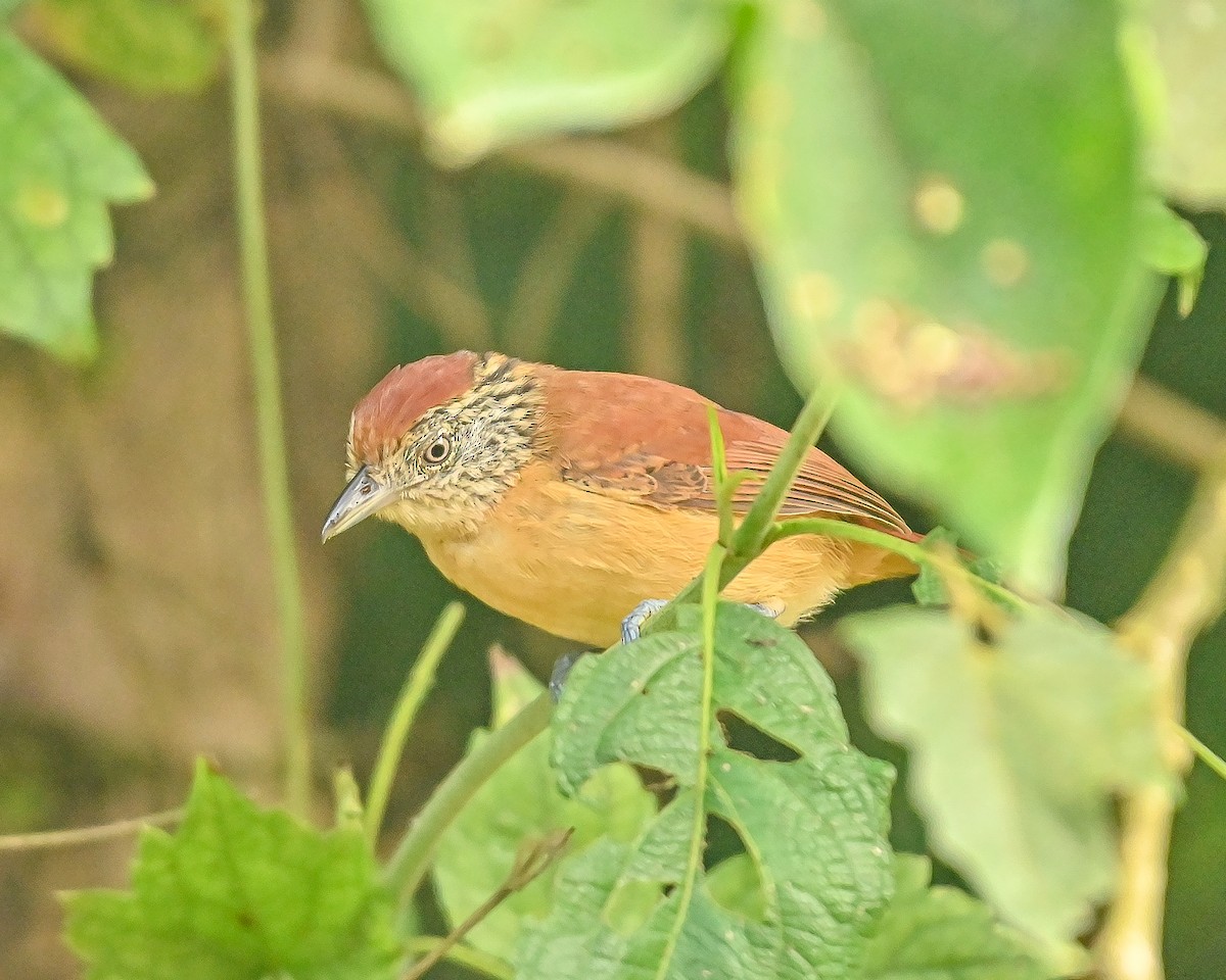 Batará Barrado - ML645034691