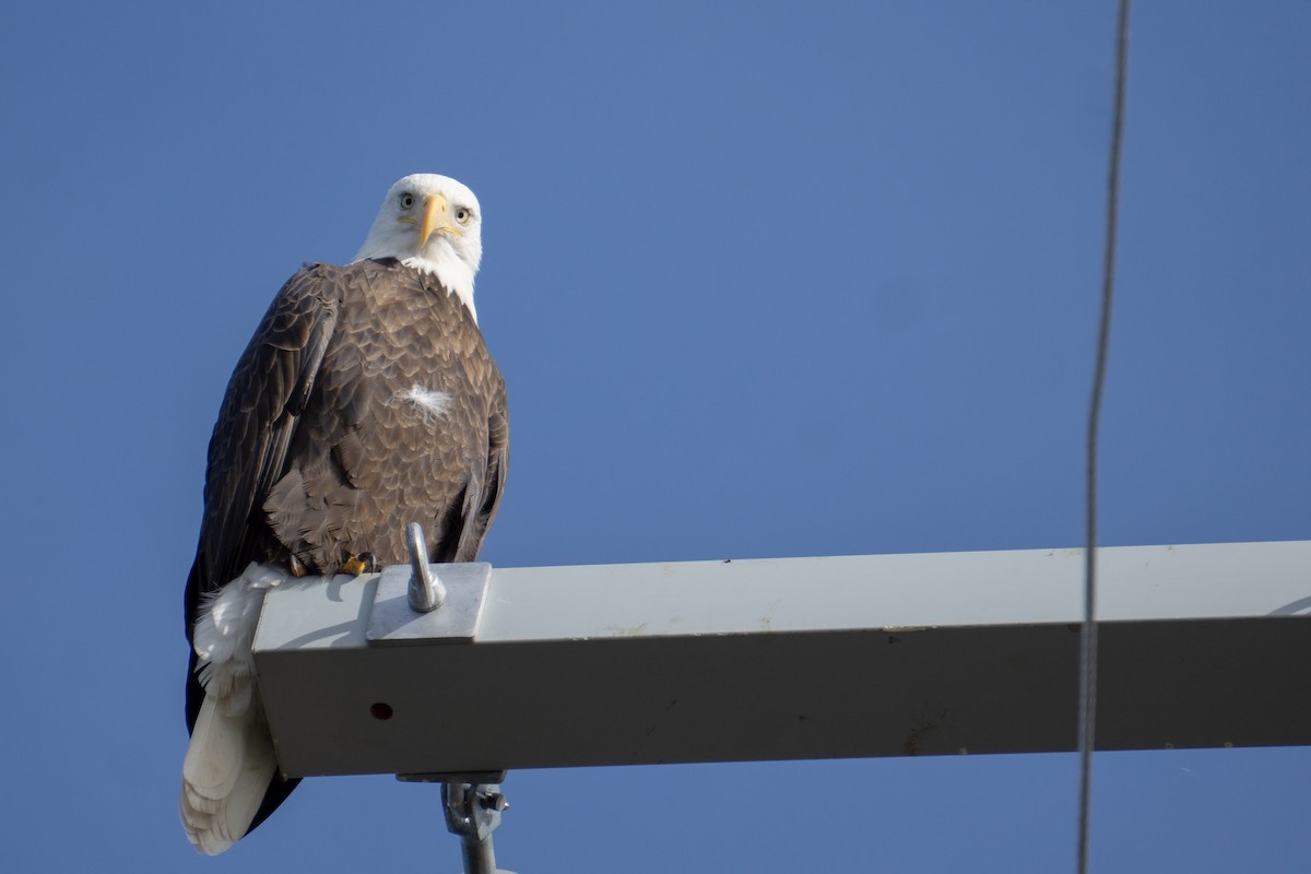 Bald Eagle - ML645034693