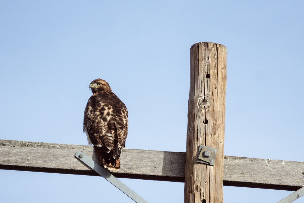 Poiana codarossa - ML645034700