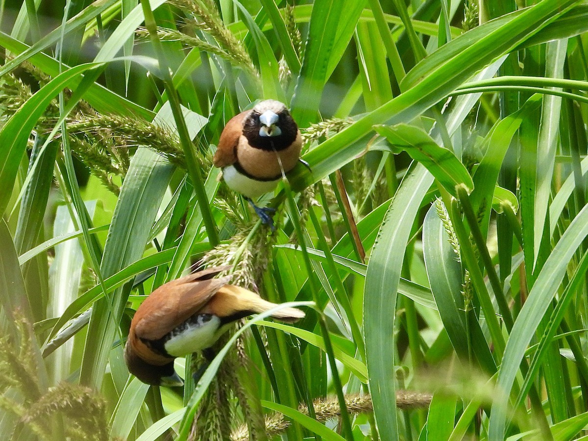 シマコキン - ML645034702