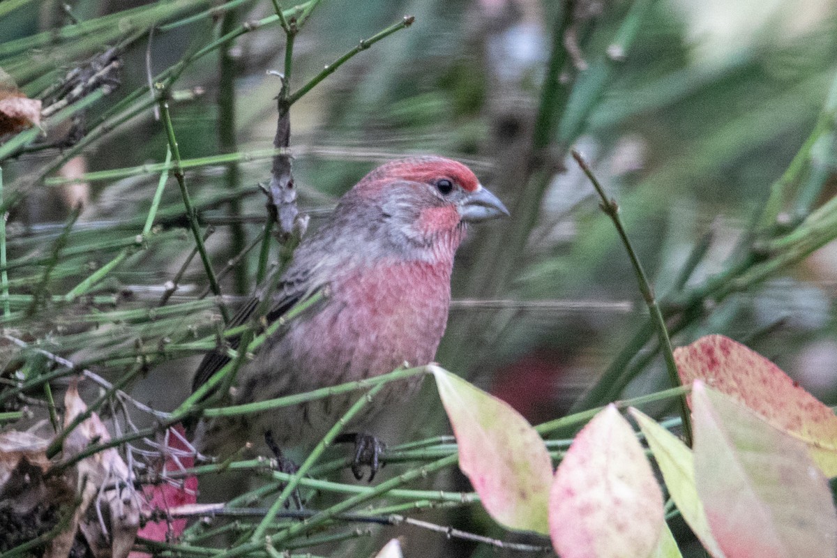 House Finch - ML645034708