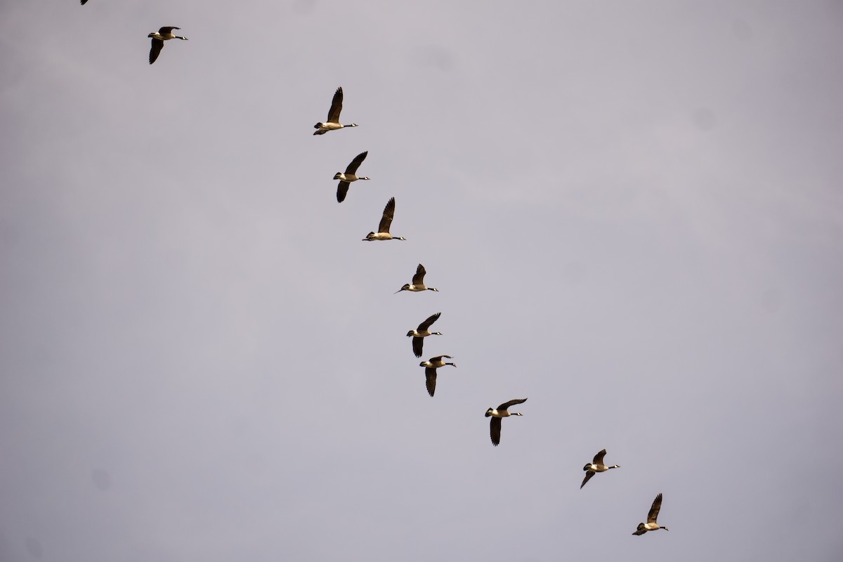 Oca canadese maggiore - ML645034710