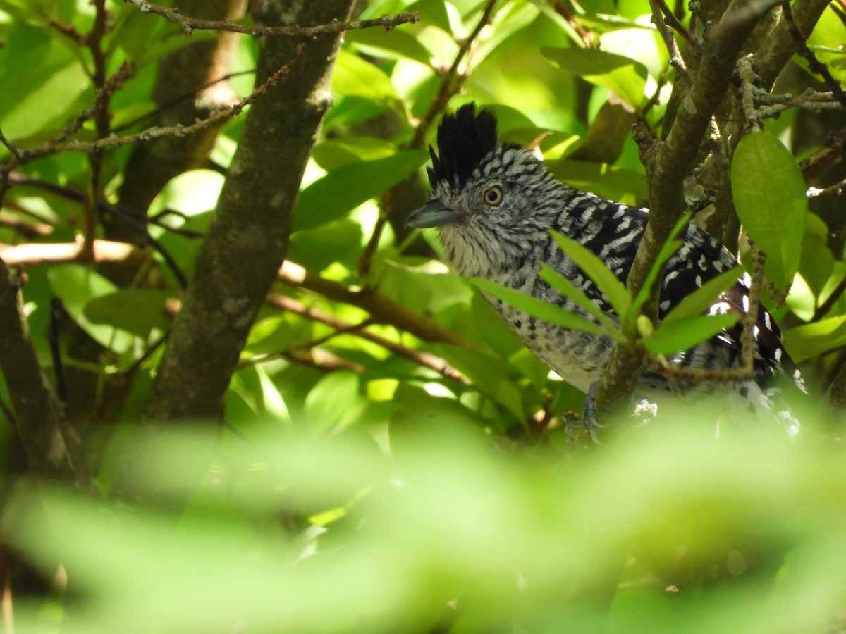 Batará Barrado - ML645034711