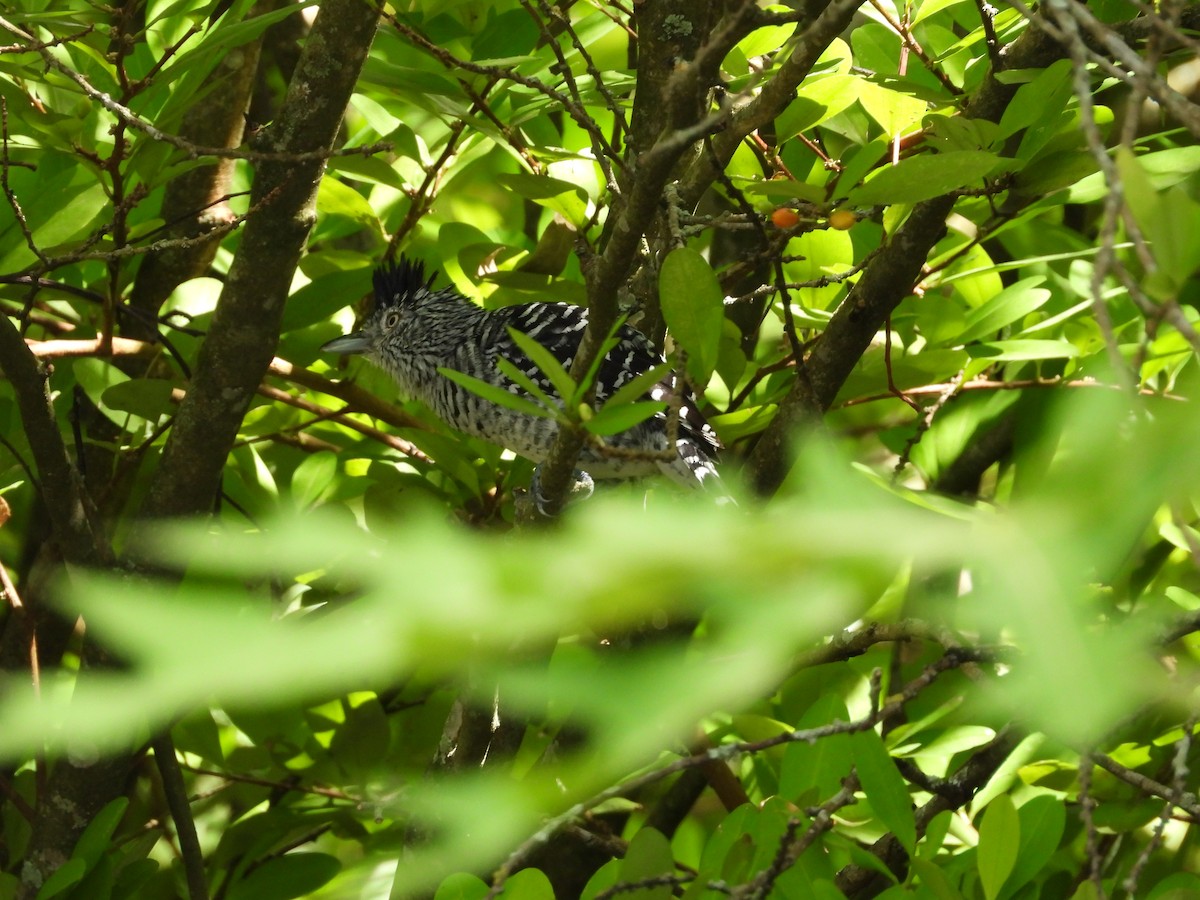 Batará Barrado - ML645034712