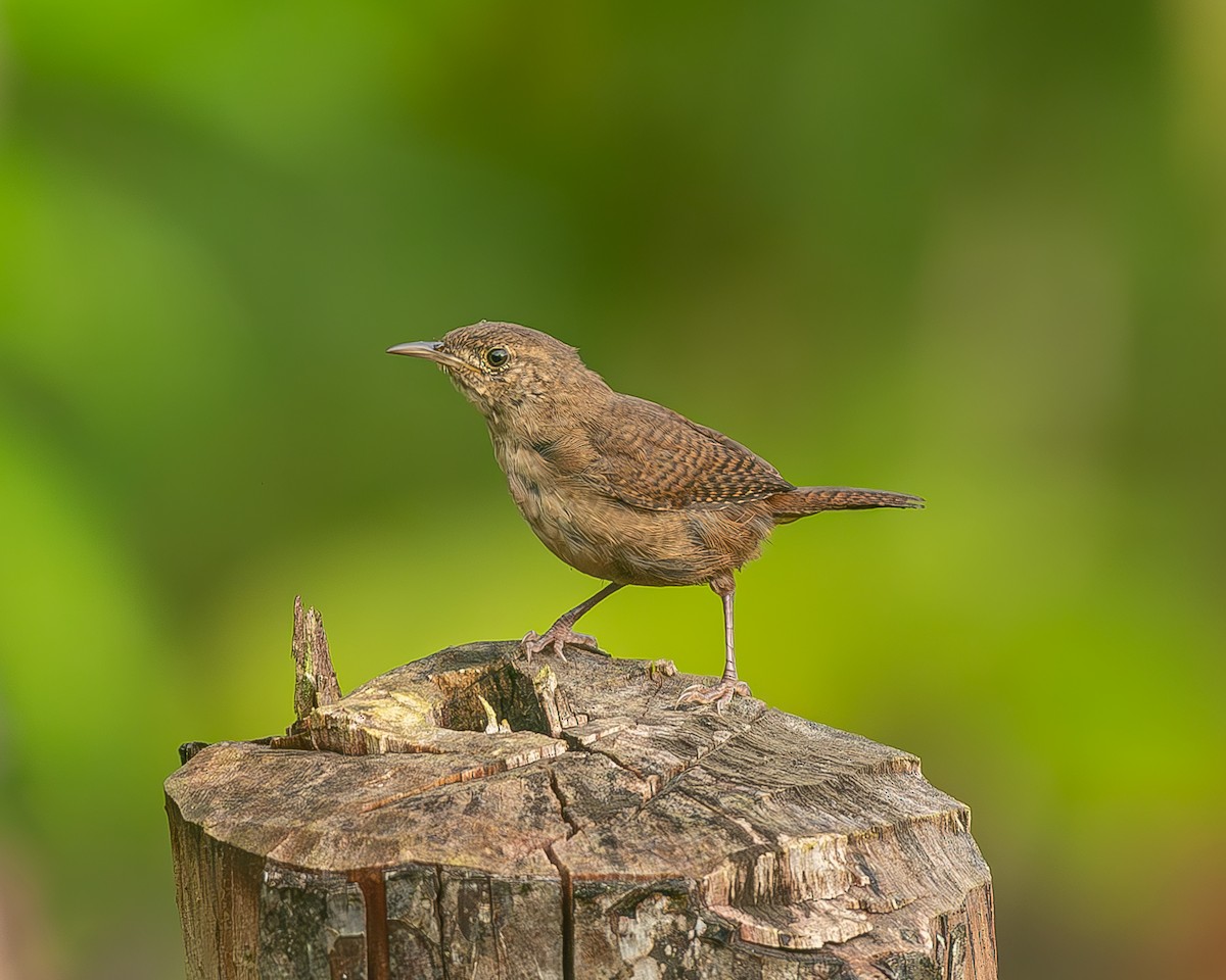 Southern House Wren - ML645034717
