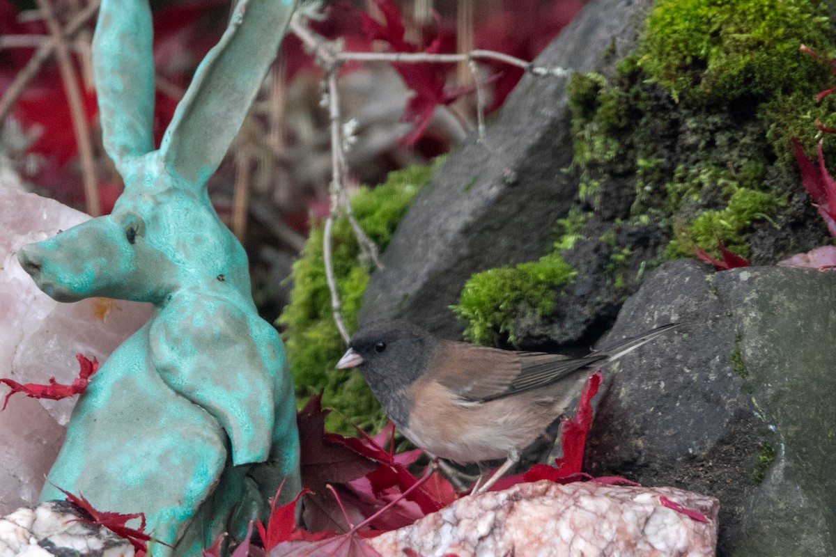Dark-eyed Junco - ML645034725