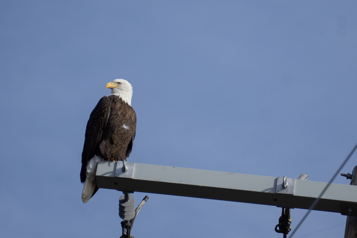 Bald Eagle - ML645034726
