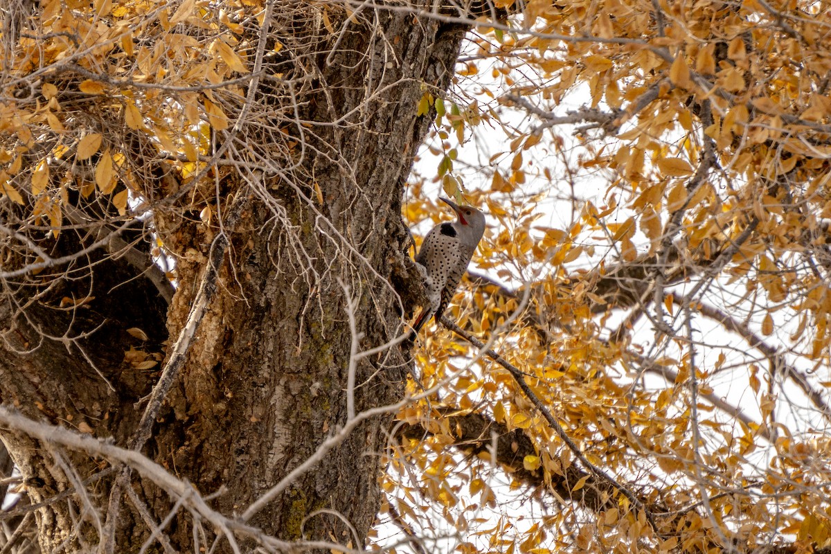 Northern Flicker - ML645034727