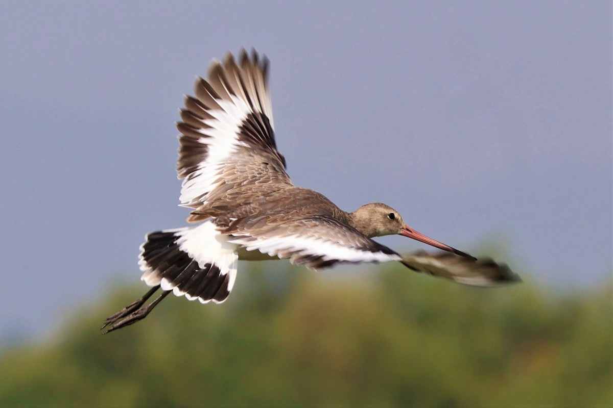 břehouš černoocasý - ML645034729