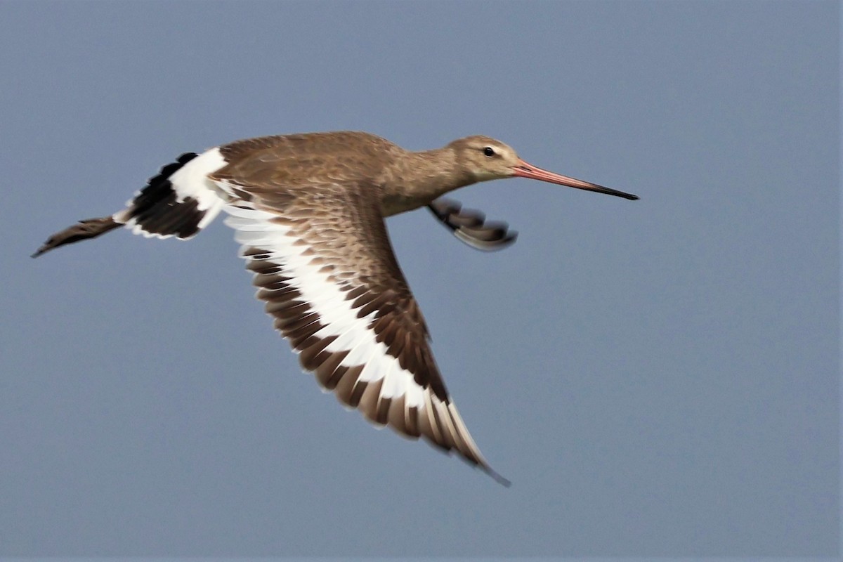 břehouš černoocasý - ML645034730