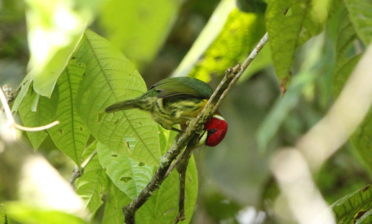 Red-headed Barbet - ML645034740