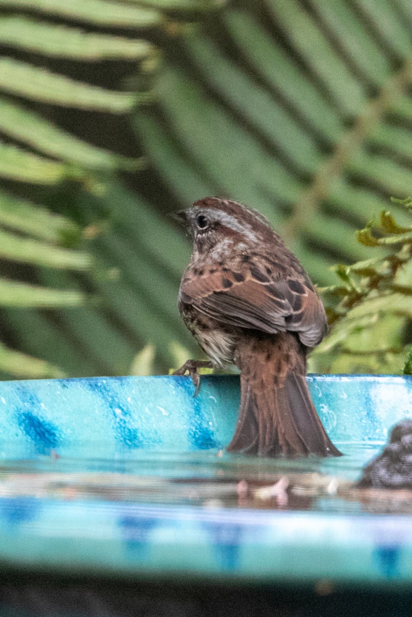 Song Sparrow - ML645034757