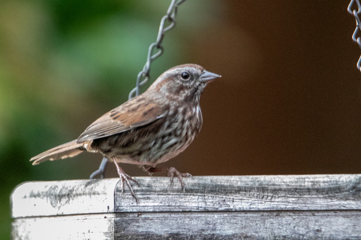 Song Sparrow - ML645034758