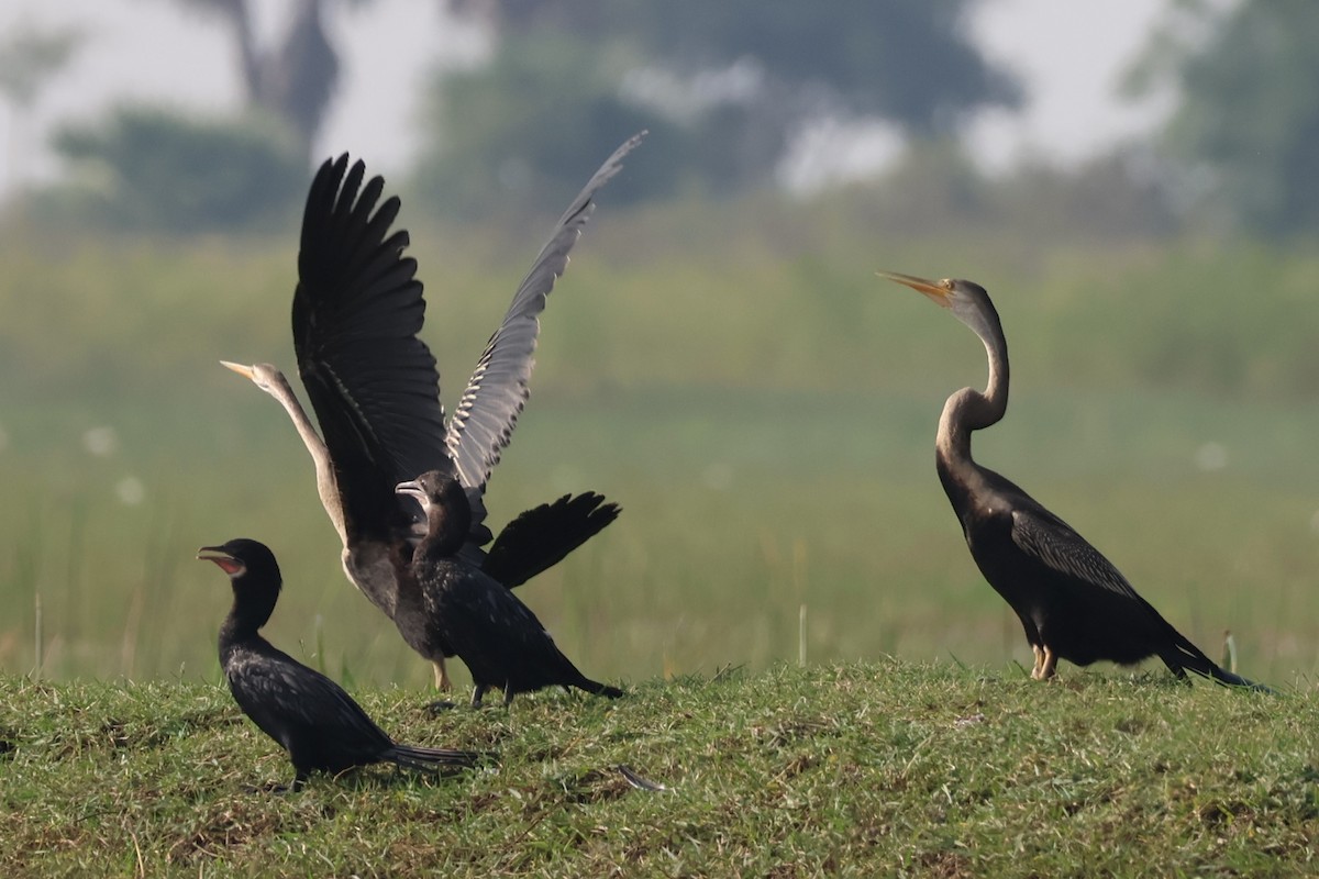 anhinga indomalajská - ML645034760