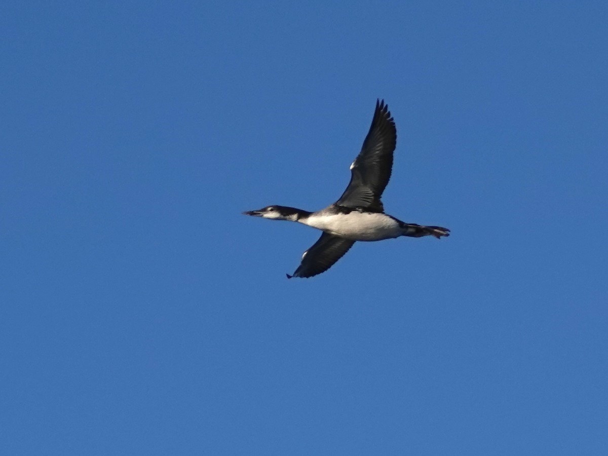 Common Loon - ML645034778