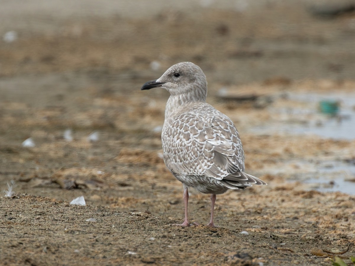 Iceland Gull (Thayer's) - ML645034779
