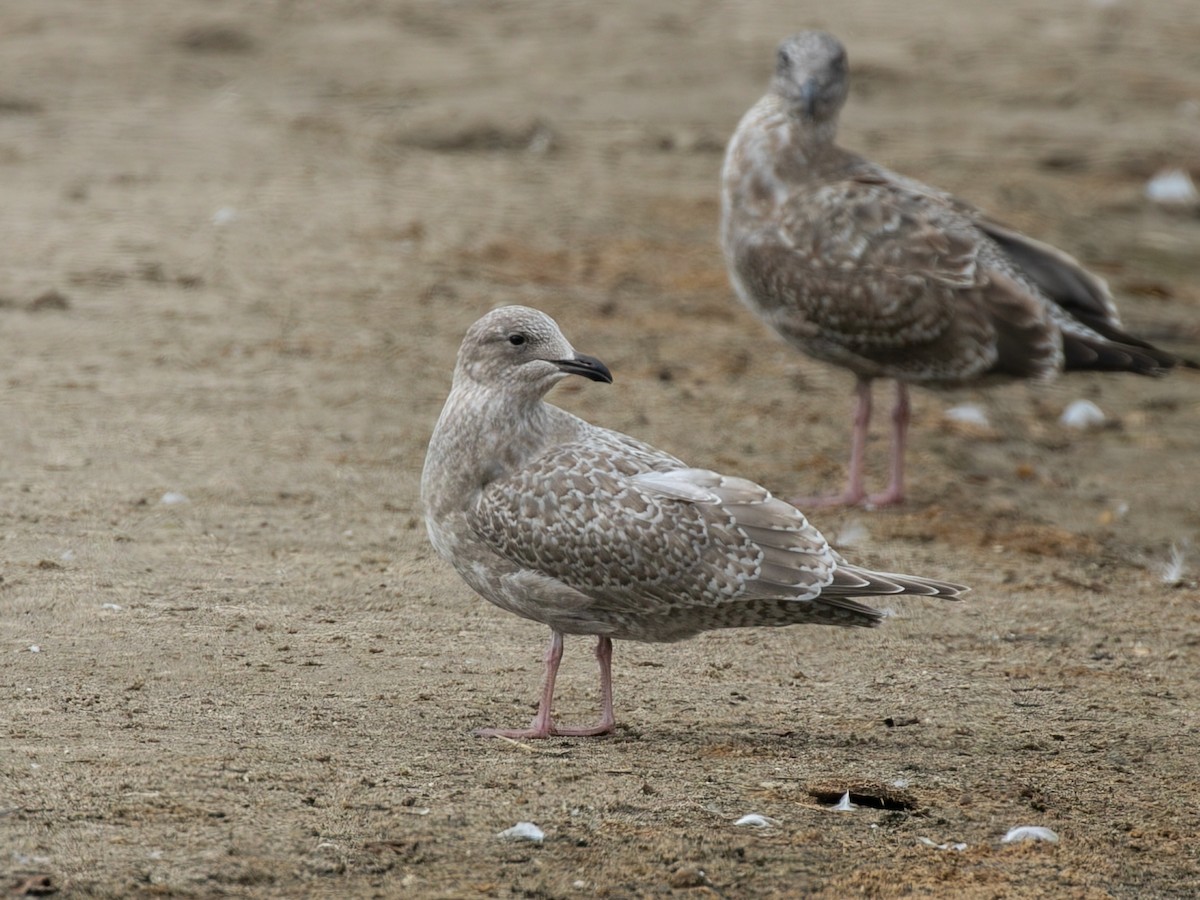 Iceland Gull (Thayer's) - ML645034780