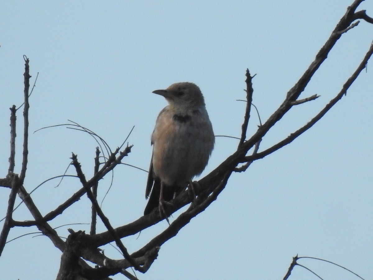 Rosy Starling - ML645034787