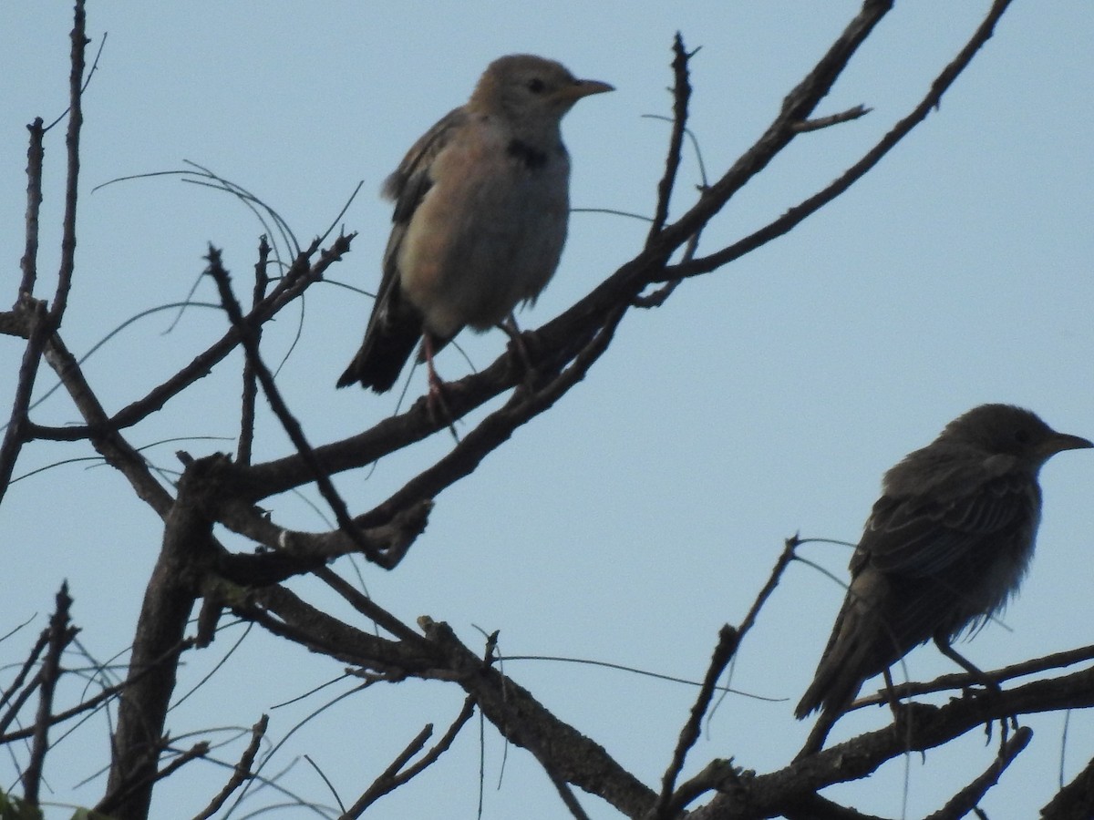 Rosy Starling - ML645034789